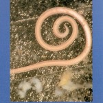 Dor or Cat Roundworm