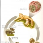 Roundworm Life Cycle